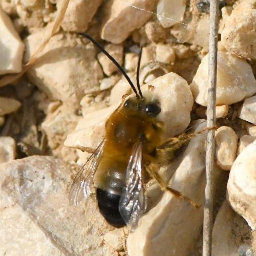 Eucera sp.